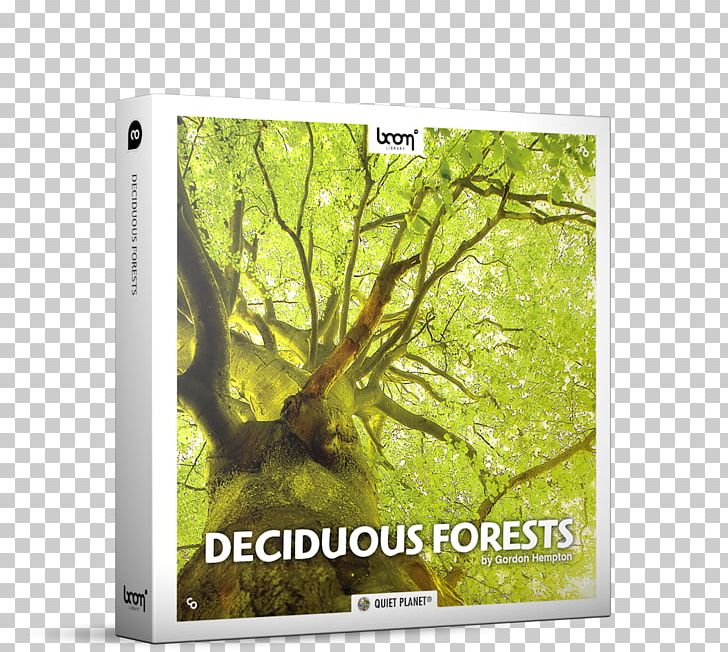 Tree Temperate Deciduous Forest Sound PNG, Clipart, Autumn, Deciduous, Ecosystem, Forest, Grass Free PNG Download