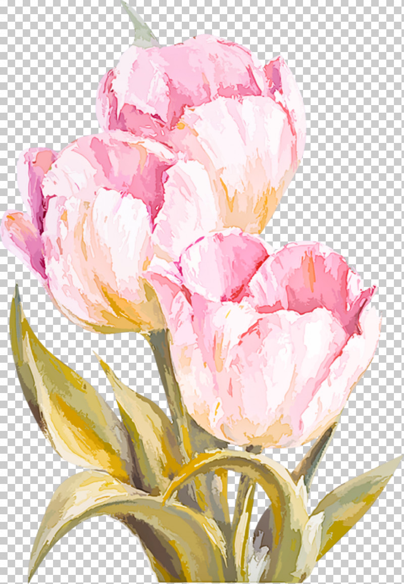 Flower Petal Cut Flowers Tulip Pink PNG, Clipart, Cut Flowers, Flower, Lily Family, Petal, Pink Free PNG Download