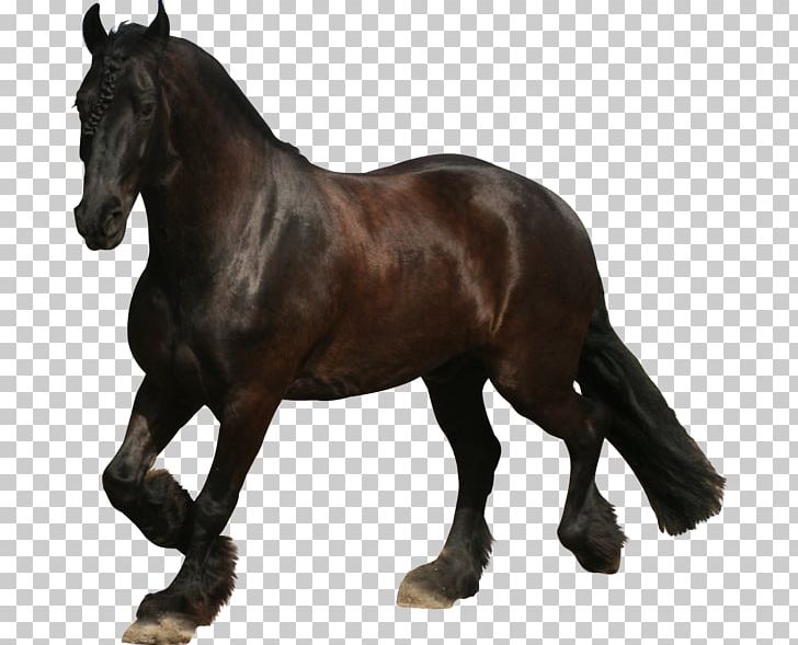 Friesian Horse Mustang Appaloosa Stallion Mare PNG, Clipart, Animal, Animal Figure, Appaloosa, Black, Bridle Free PNG Download