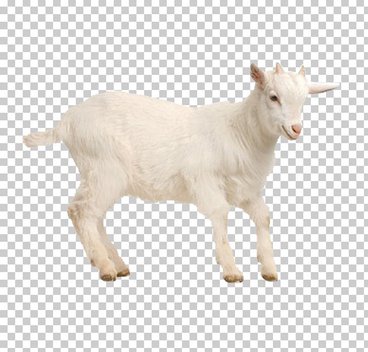 Goat Sheep Poultry Livestock PNG, Clipart, Agriculture, Animals, Bantam, Cattle, Cattle Like Mammal Free PNG Download
