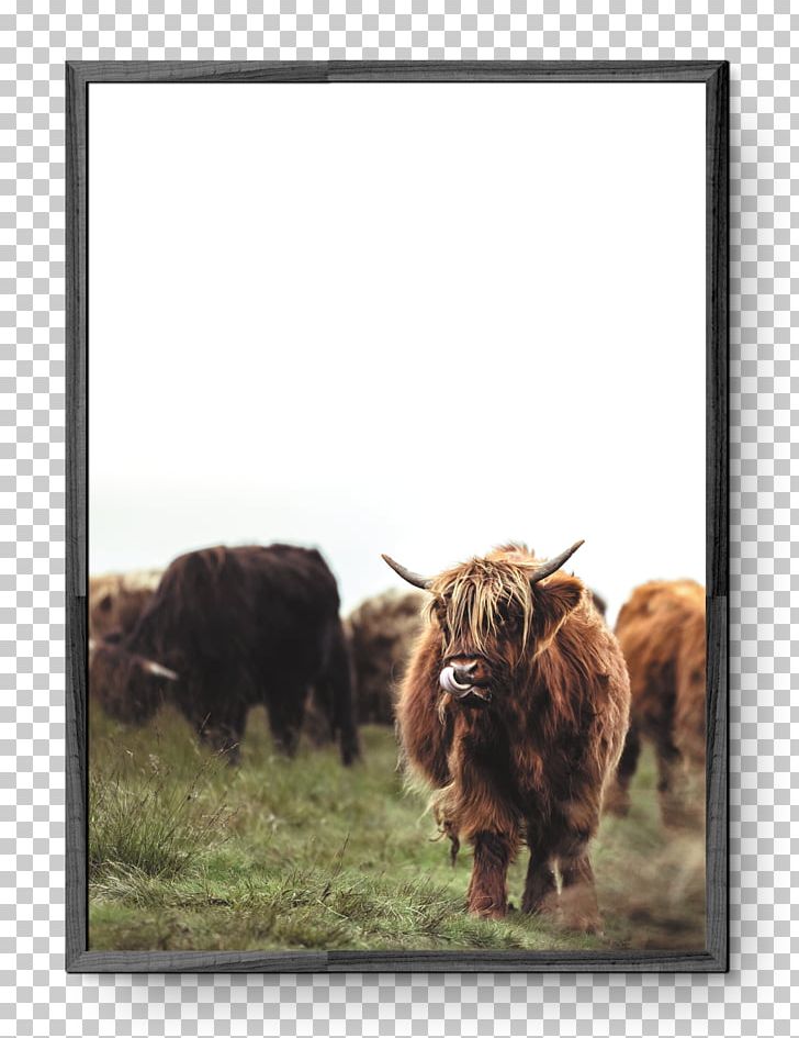 Highland Cattle Scotland Intact GmbH PNG, Clipart, Bison, Cattle Like Mammal, Cow Goat Family, Fauna, Grass Free PNG Download