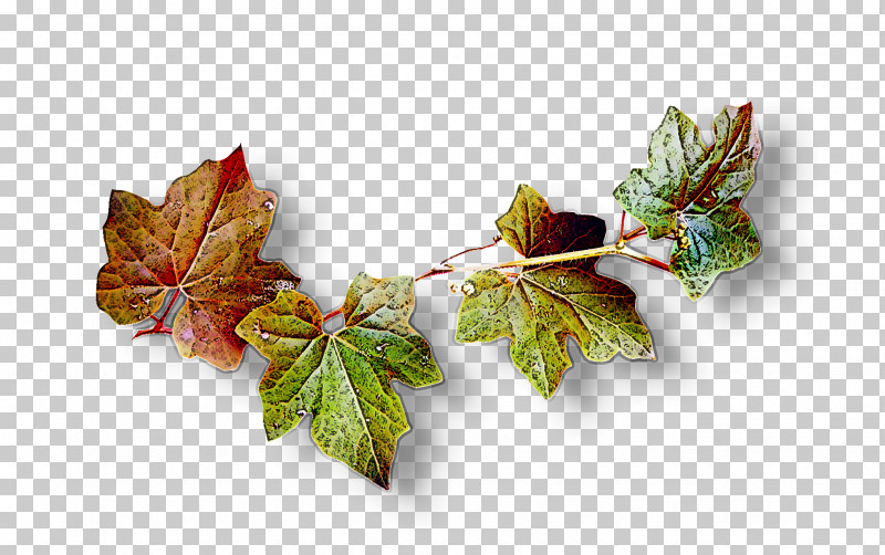 Maple Leaf PNG, Clipart, Autumn, Beech, Black Maple, Branch, Deciduous Free PNG Download