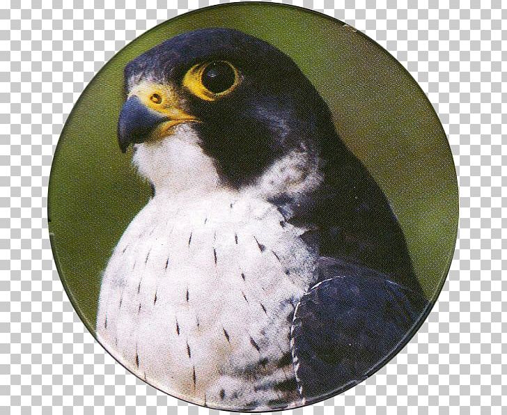 Bird Of Prey Peregrine Falcon Kestrel PNG, Clipart, Animals, Beak, Bird, Bird Of Prey, Birds Of Prey Free PNG Download
