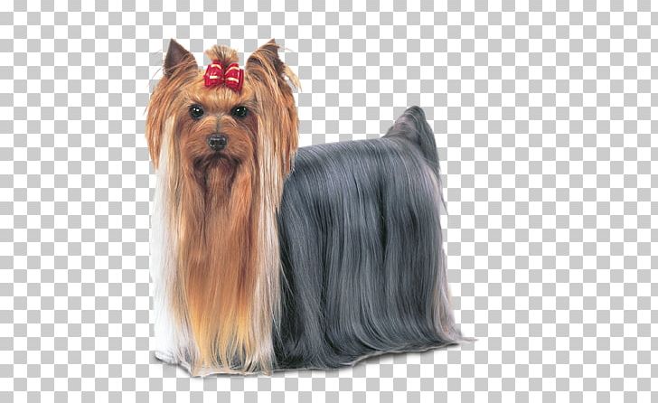 Yorkshire Terrier Australian Silky Terrier Australian Terrier Companion Dog Biewer Terrier PNG, Clipart, Australian Silky Terrier, Australian Terrier, Biewer Terrier, Breed, Bulldog Free PNG Download