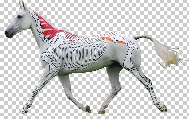 American Paint Horse Foal Mare Equestrian Equine Anatomy PNG, Clipart, American Paint Horse, Anatomy, Animal Figure, Back, Horse Free PNG Download