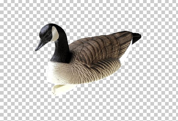 Canada Goose Duck Decoy PNG, Clipart, Animals, Anseriformes, Beak, Bird, Branta Free PNG Download