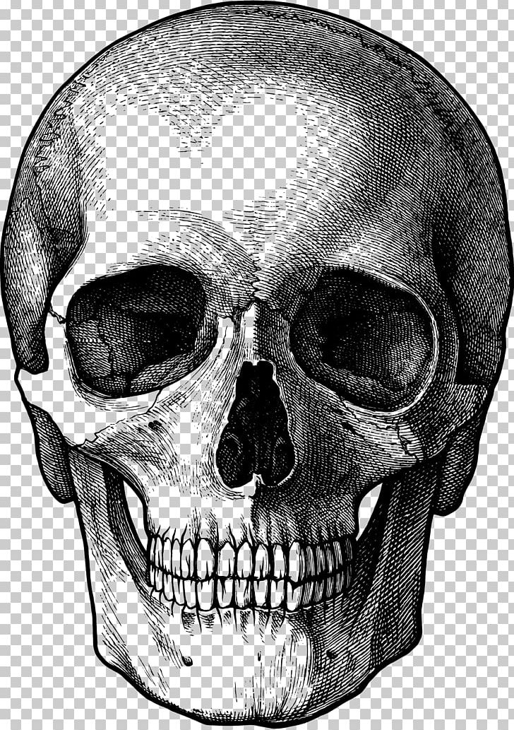 Drawing Skull Sketch PNG, Clipart, Art, Art Museum, Black And White, Bone, Drawing Free PNG Download