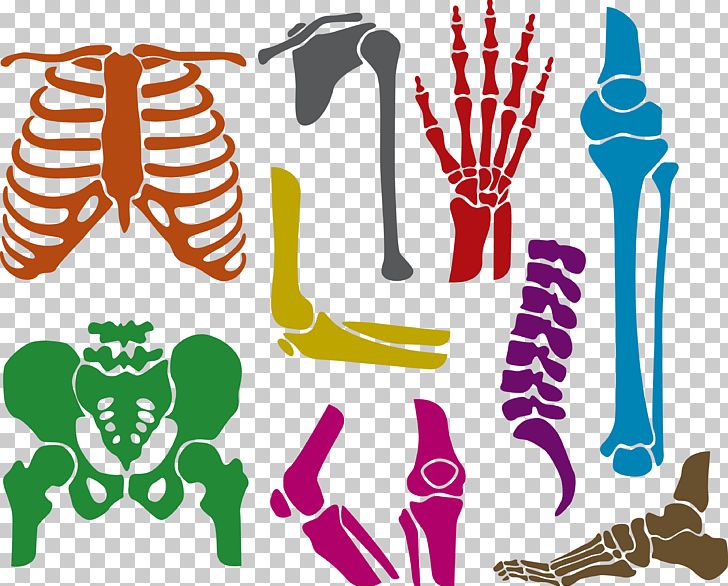 Human Skeleton Bone Euclidean PNG, Clipart, Cavity, Clip Art, Computer Icons, Hand, Happy Birthday Vector Images Free PNG Download