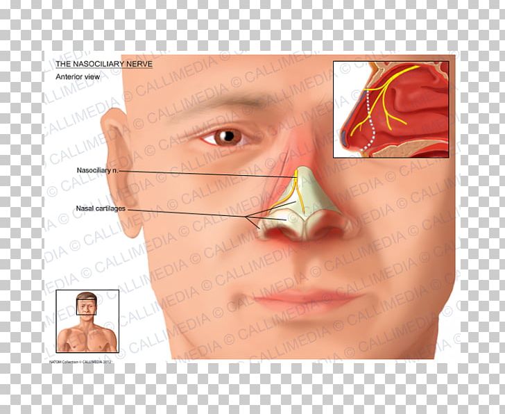 Nose Nasociliary Nerve Ophthalmic Nerve Anterior Ethmoidal Nerve PNG, Clipart, Anatomy, Anterior Ethmoidal Artery, Cheek, Chin, Closeup Free PNG Download
