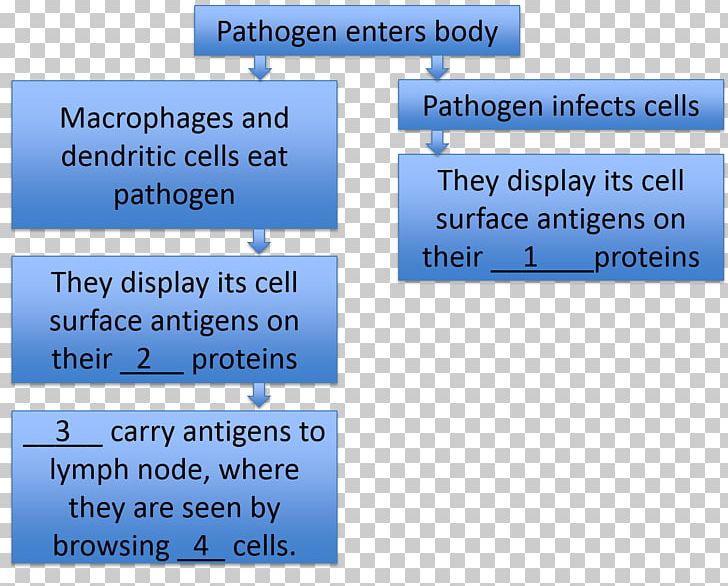 Line Angle Material Font PNG, Clipart, Angle, Area, Art, Blue, Dendritic Cell Free PNG Download