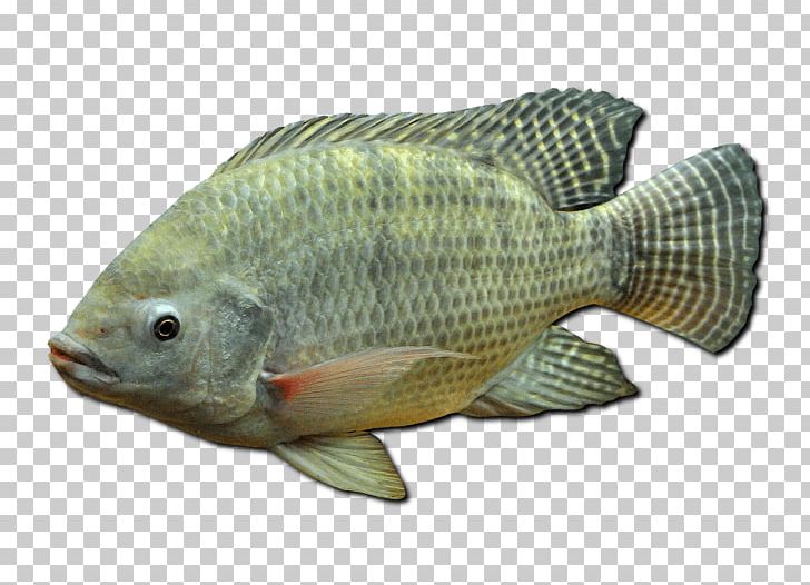 Nile Tilapia Mozambique Tilapia Oreochromis Aureus Nile Perch PNG, Clipart, Animals, Barramundi, Basa, Bass, Bony Fish Free PNG Download