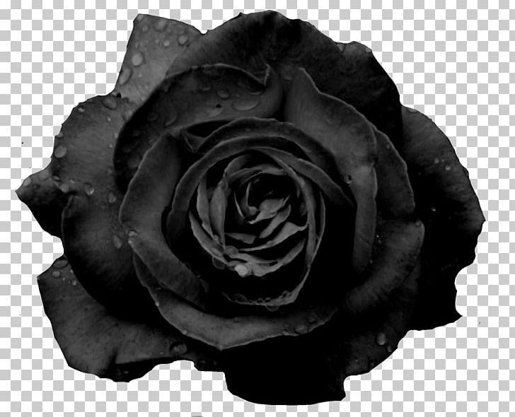 Black Rose Flower Garden Roses PNG, Clipart, Black, Black And White