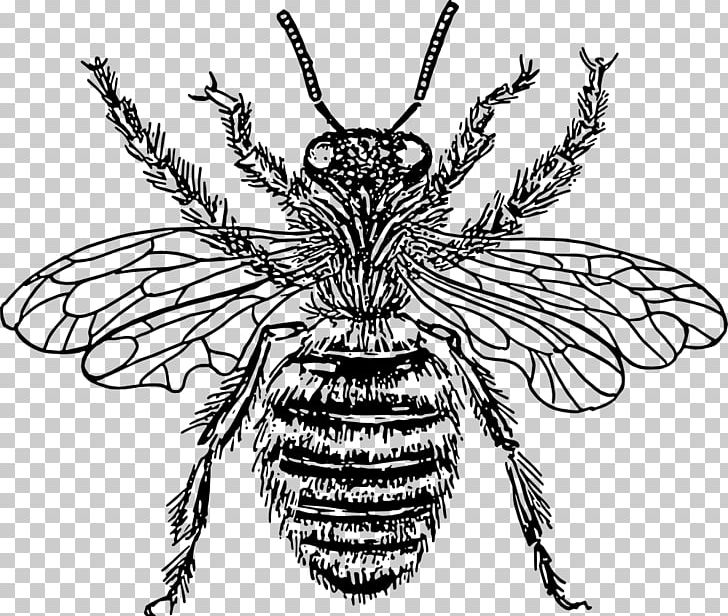 European Dark Bee Drawing PNG, Clipart, Arthropod, Artwork, Bee, Fictional Character, Head Free PNG Download