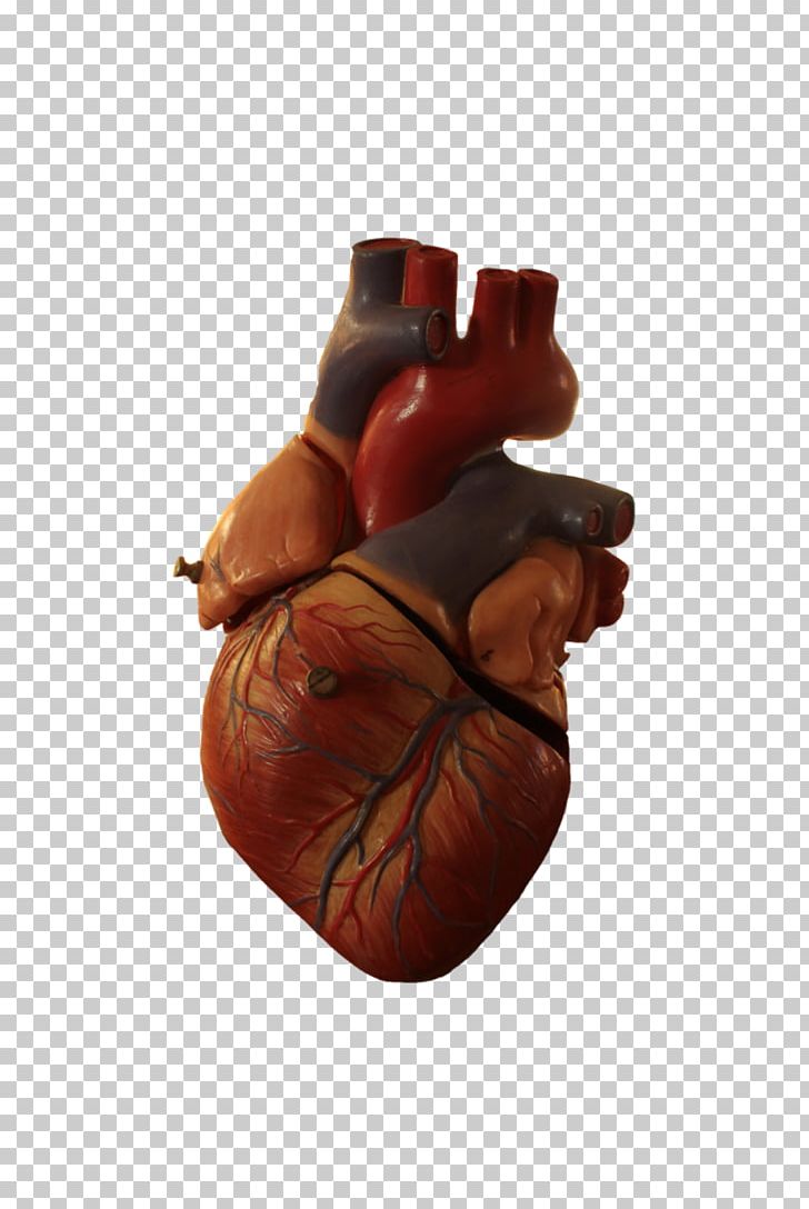 Heart Anatomy Organ PNG, Clipart, Anatomy, Animals, Biology, Blood, Blood Vessel Free PNG Download
