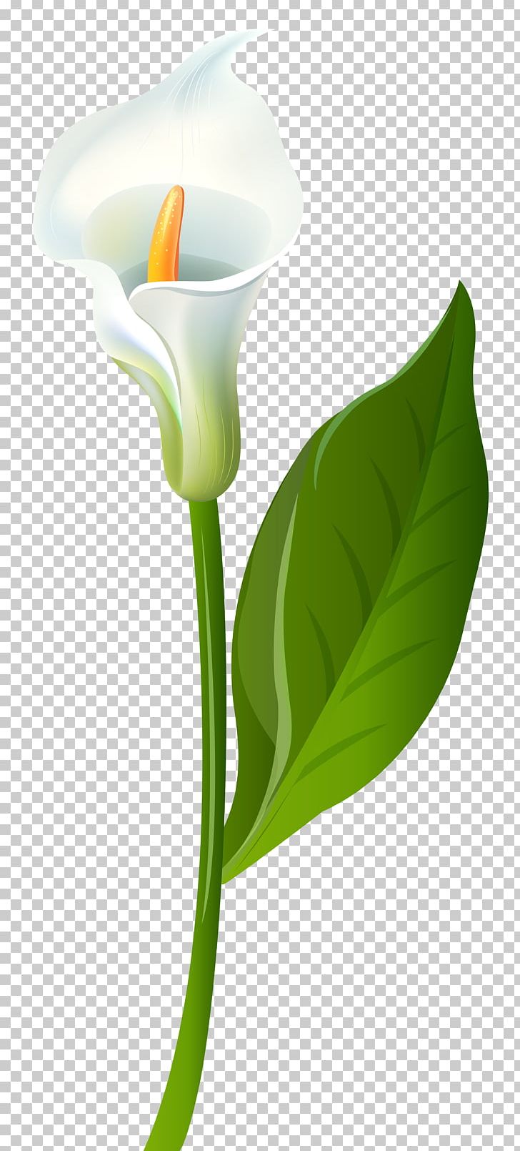 Leaf Flower Plant Stem Green PNG, Clipart, Calla Lily, Clipart