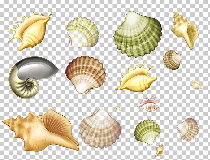 Mollusc Shell Seashell Conchology Drawing Sea Snail PNG, Clipart, Animals, Beach, Clam, Clams Oysters Mussels And Scallops, Cockle Free PNG Download