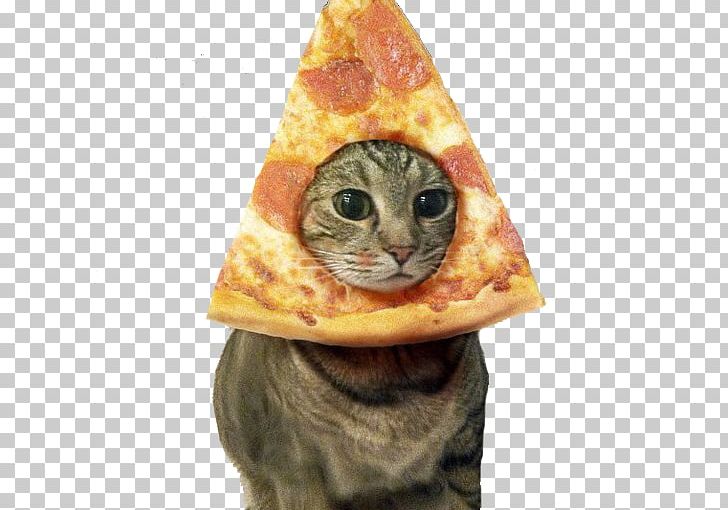 Persian Cat Pizza Kitten Lolcat Pusheen PNG, Clipart, Animal, Cat, Cat Like Mammal, Dog, Food Drinks Free PNG Download