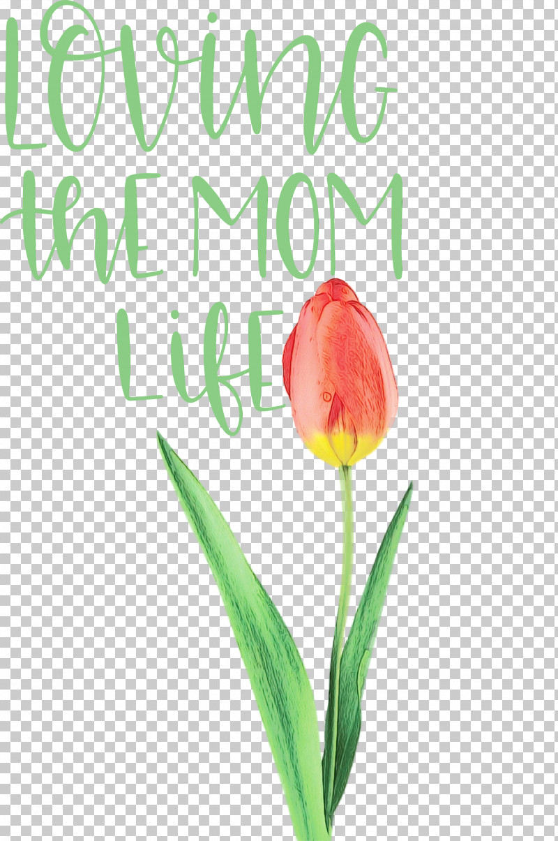 Plant Stem Tulip Cut Flowers Font Petal PNG, Clipart, Biology, Cut Flowers, Flower, Meter, Mothers Day Free PNG Download