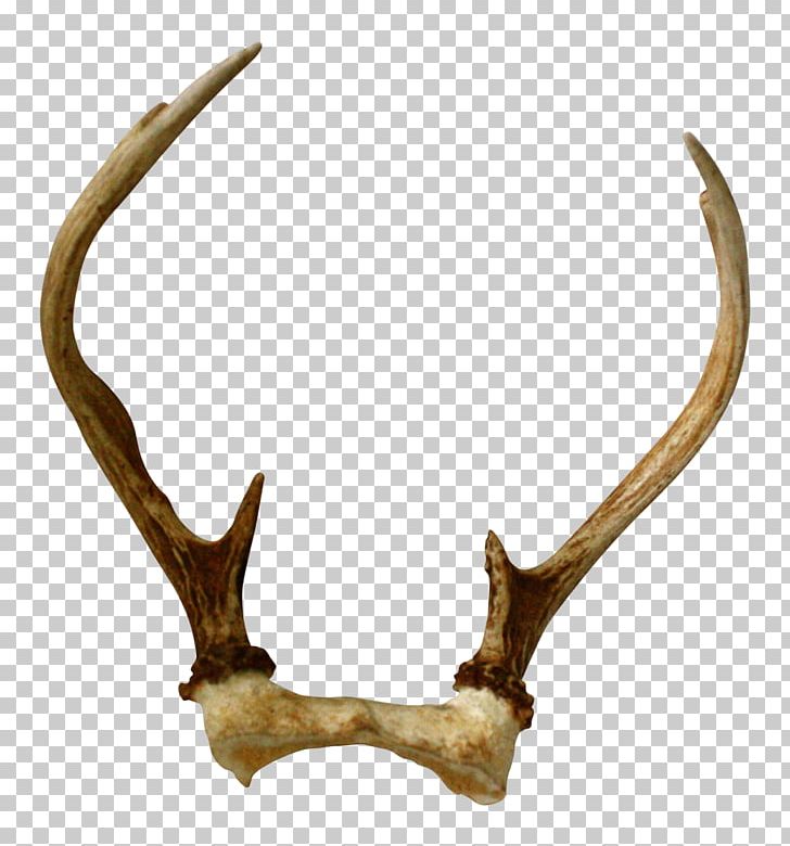 Antler Deer Horn Skull Interior Design Services PNG, Clipart, Animal Product, Animals, Antler, Bed, Cashiers Free PNG Download