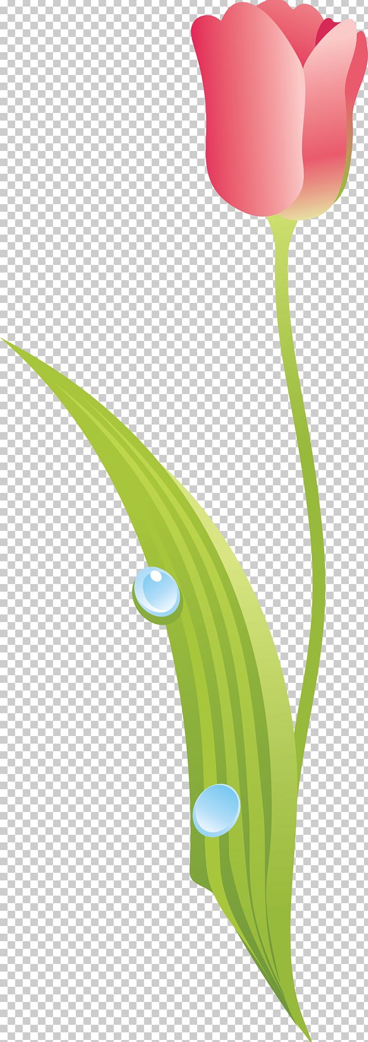 Flowering Plant Tulip Liliaceae Plant Stem PNG, Clipart, Flora, Flower, Flowering Plant, Flowers, Grass Free PNG Download