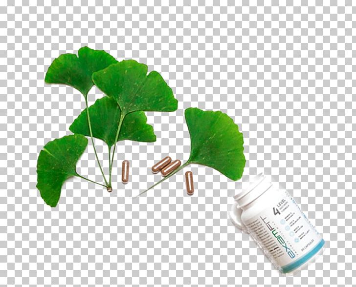 Ginkgo Biloba N-Phenylacetyl-L-prolylglycine Ethyl Ester Excitotoxicity Hippocampus Glutamate PNG, Clipart, Caffeine, Excitatory Synapse, Excitotoxicity, Flowerpot, Ginkgo Biloba Free PNG Download