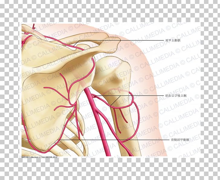 Shoulder Thumb Posterior Humeral Circumflex Artery Coronal Plane PNG, Clipart, Abdomen, Anatomy, Arm, Artery, Axillary Artery Free PNG Download