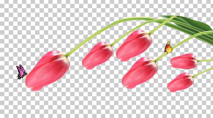 Tulip Butterfly Flower PNG, Clipart, 3d Computer Graphics, Butterflies, Butterfly, Butterfly Flower, Butterfly Group Free PNG Download