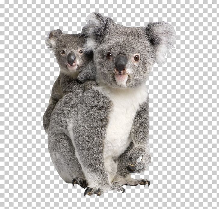 Baby Koala Billabong Zoo Bear PNG, Clipart, Animals, Baby Koala, Bear, Billabong Zoo, Fur Free PNG Download