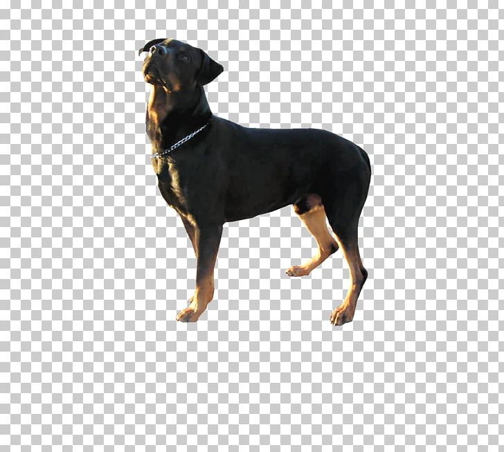German Pinscher Manchester Terrier Austrian Black And Tan Hound Smaland Hound Transylvanian Hound PNG, Clipart, Austrian Black And Tan Hound, Carnivoran, Dog Breed, Dog Breed Group, Dog Collar Free PNG Download