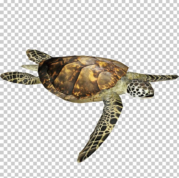 Olive Ridley Sea Turtle Reptile Box Turtle PNG, Clipart, Animal, Animals, Box Turtle, Emydidae, Green Sea Turtle Free PNG Download