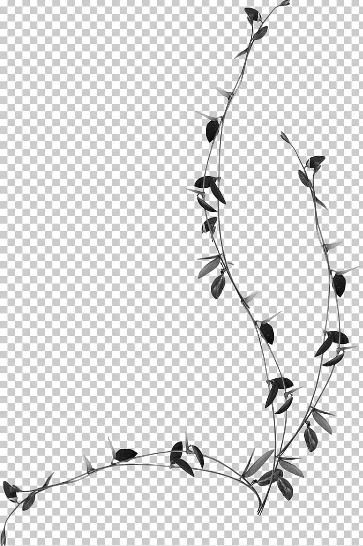 Rattan PNG, Clipart, Anastasia, Black And White, Branch, Cane, Drawing Free PNG Download
