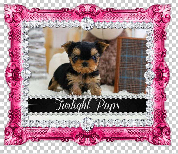 Yorkshire Terrier Puppy Morkie Shih Tzu Maltese Dog PNG, Clipart, Animals, Breed, Carnivoran, Cushion, Dog Free PNG Download