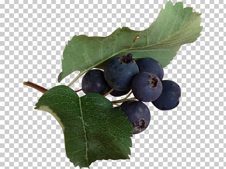 Blueberry Tea Bilberry Huckleberry Zante Currant PNG, Clipart, Aristotelia Chilensis, Berry, Bilberry, Blackcurrant, Blueberries Png Free PNG Download
