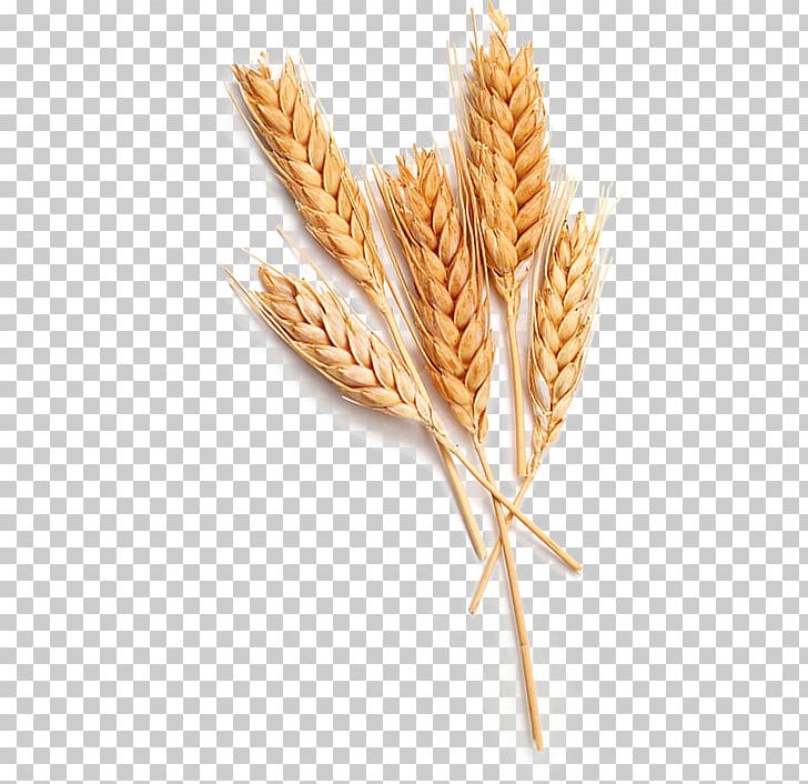 Emmer Beer Malt Bappir Artisau Garagardotegi PNG, Clipart, Artisau Garagardotegi, Bappir, Barley, Beer, Bread Free PNG Download