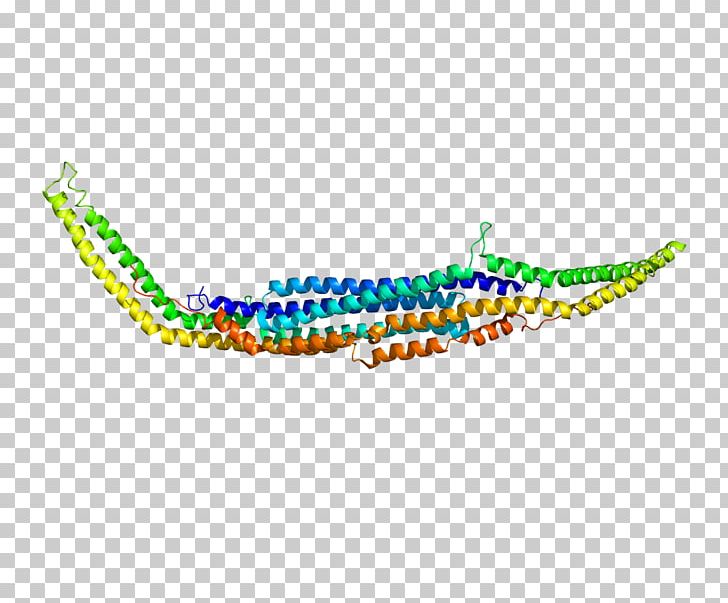 PACSIN1 PACSIN2 Protein Kinase Casein Kinase 2 PNG, Clipart, Animal Figure, Body Jewelry, Casein Kinase 1, Casein Kinase 2, Caveolae Free PNG Download