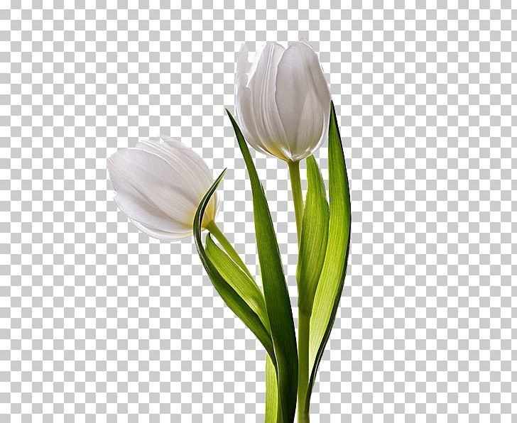 Tulip Flower PNG, Clipart, Bud, Cut Flowers, Download, Flowering Plant, Flowers Free PNG Download