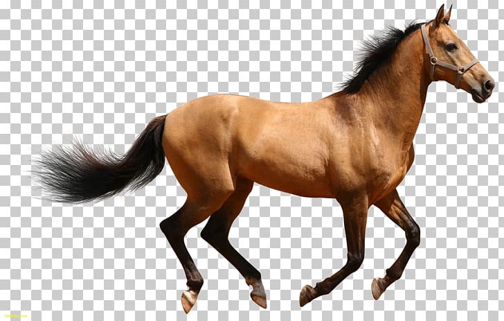 American Quarter Horse Friesian Horse PNG, Clipart, Bit, Bridle, Buckskin, Canter And Gallop, Colt Free PNG Download