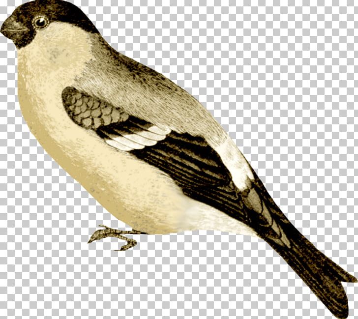 Bird PNG, Clipart, Animals, Beak, Bird, Computer Software, Download Free PNG Download