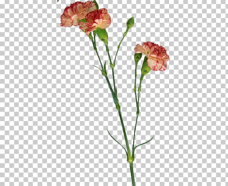 Carnation Flower PNG, Clipart, Animation, Arama, Cari, Carnation, Clove Free PNG Download