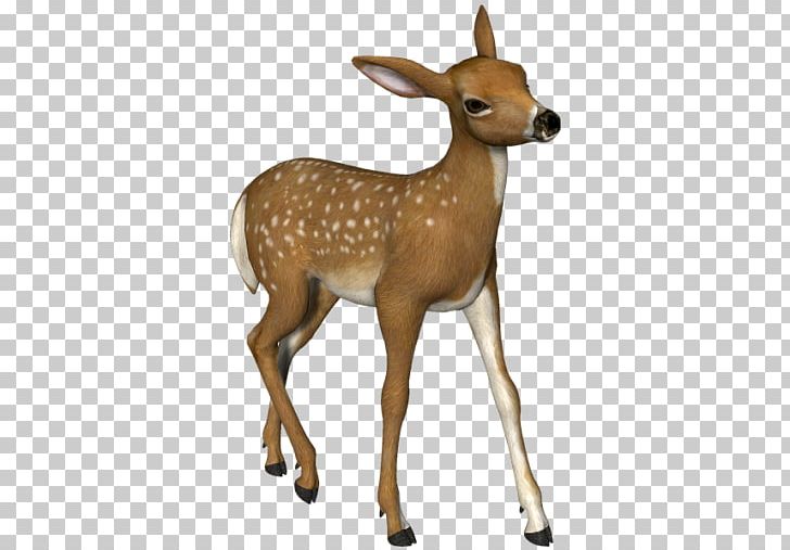 Deer PNG, Clipart, Deer Free PNG Download