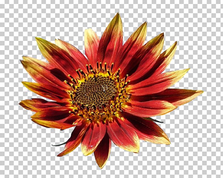 Flower Petal Chrysanthemum PNG, Clipart, 2 Mine Sokak, Chrysanthemum, Chrysanths, Color, Daisy Family Free PNG Download