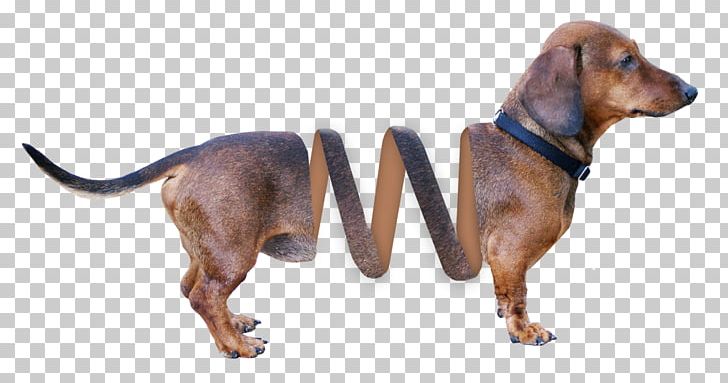 Redbone Coonhound Dachshund PNG, Clipart, Animal, Brown, Carnivoran, Computer Icons, Dachshund Free PNG Download