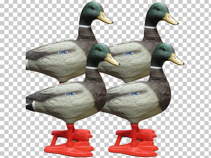 Mallard Goose Duck Teal Beak PNG, Clipart, Animal, Animals, Beak, Bird, Duck Free PNG Download