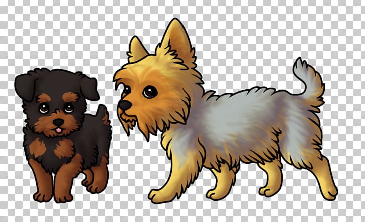 Yorkshire Terrier Australian Terrier Cairn Terrier Norwich Terrier Australian Silky Terrier PNG, Clipart, Australian Terrier, Breed, Cairn Terrier, Carnivoran, Dog Free PNG Download