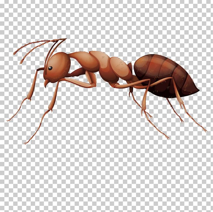 Ant Insect Stock Photography Illustration PNG, Clipart, Ants, Ants Vector, Ant Vector, Happy Birthday Vector Images, Human Body Free PNG Download