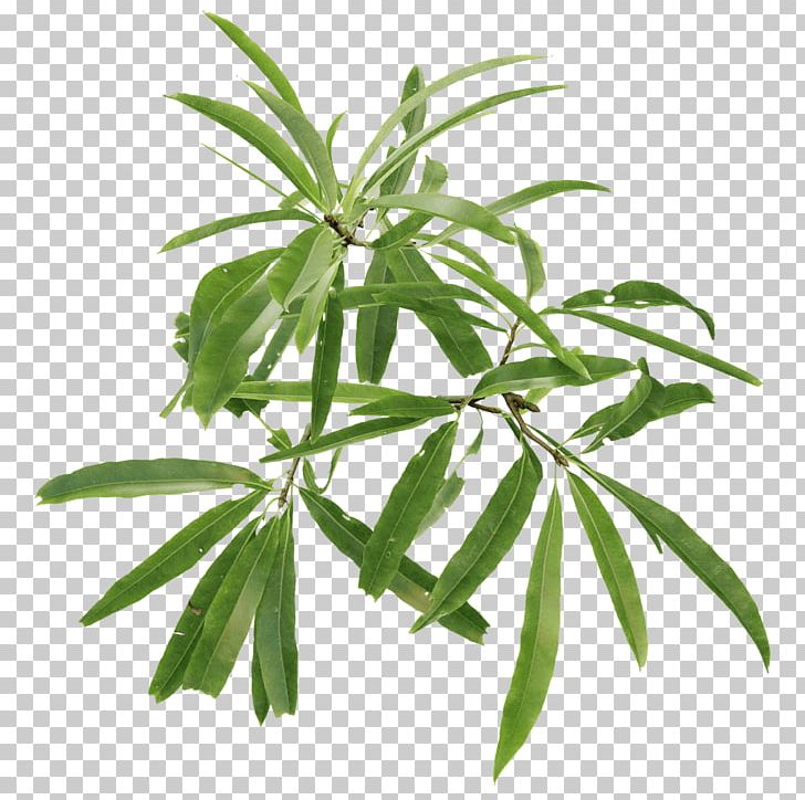 English Oak English Walnut Tree Leaf Plant PNG, Clipart, 3d Computer Graphics, Branch, Bud, Crown, English Oak Free PNG Download