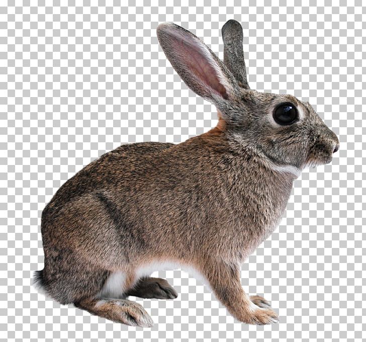Flemish Giant Rabbit Domestic Rabbit Cruelty-free Hare PNG, Clipart, Animal, Animals, Animal Testing, Californian Rabbit, Cruelty Free Free PNG Download