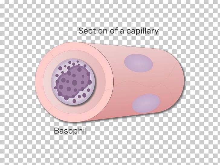 Basophil White Blood Cell Agranulocyte PNG, Clipart, Animation, Animation Elements, Basophil, Blood, Blood Cell Free PNG Download