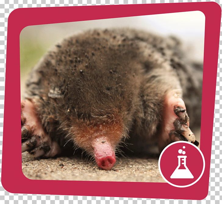 European Mole Moles Mouse Animal Vole PNG, Clipart, Animal, Animals, Arvicolinae, Dig, European Mole Free PNG Download