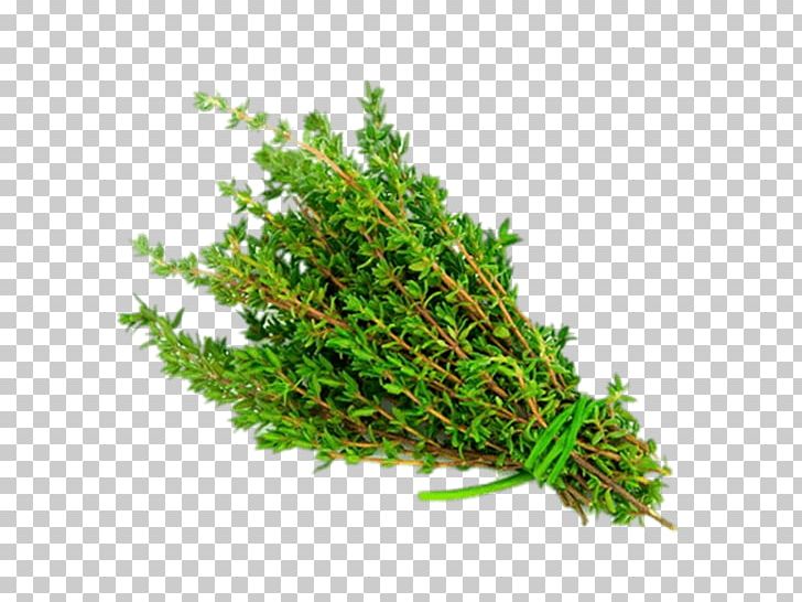 Garden Thyme Herb PNG, Clipart, Basil, Clip Art, Coriander, Dill, Flavor Free PNG Download